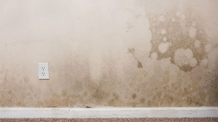 Nguyên nhân khiến sơn tường nhanh bị phai màu