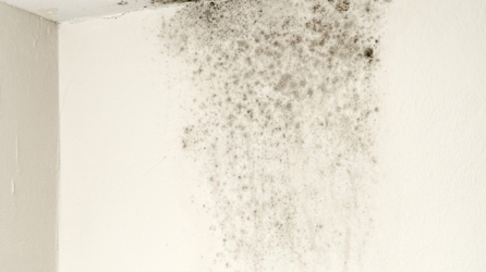 Nguyên nhân và cách xử lý các lỗi thường gặp đối với sơn tường ngoại thất!