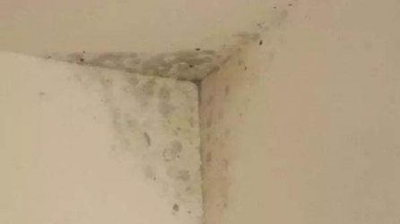 Cách loại bỏ nấm mốc dễ dàng trên tường nhà